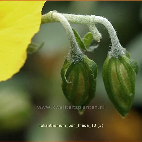 Helianthemum cultorum 'Ben Fhada'