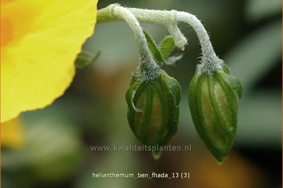 Helianthemum cultorum 'Ben Fhada'