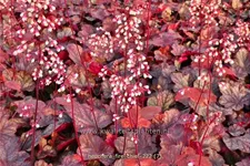 Heuchera micrantha 'Fire Chief'