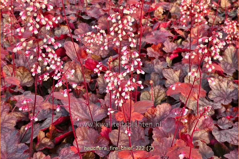 Heuchera micrantha 'Fire Chief'