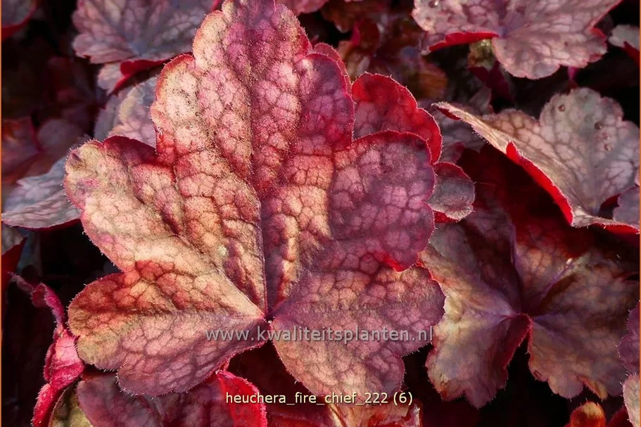 Heuchera micrantha 'Fire Chief'