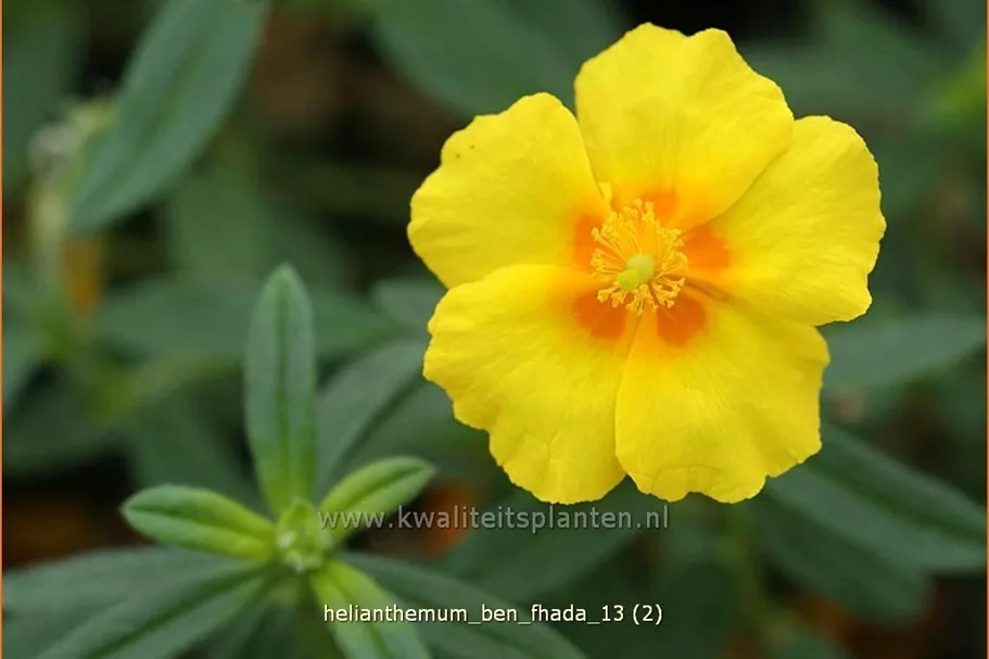 Helianthemum cultorum 'Ben Fhada'