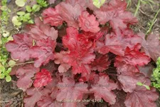 Heuchera micrantha 'Fire Chief'