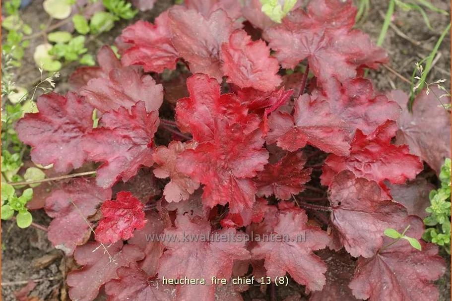 Heuchera micrantha 'Fire Chief'