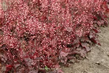 Heuchera micrantha 'Fire Chief'