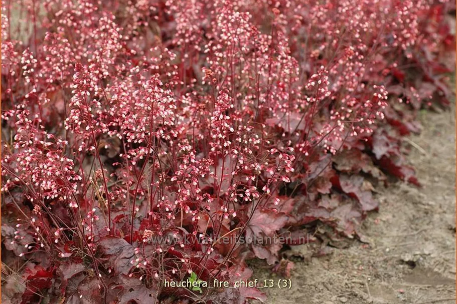 Heuchera micrantha 'Fire Chief'