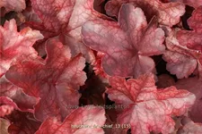 Heuchera micrantha 'Fire Chief'