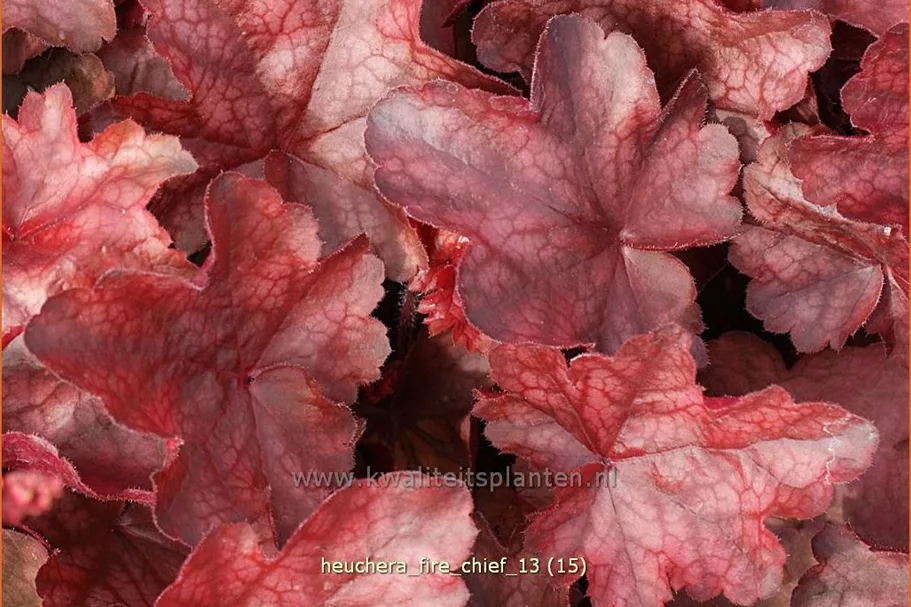 Heuchera micrantha 'Fire Chief'