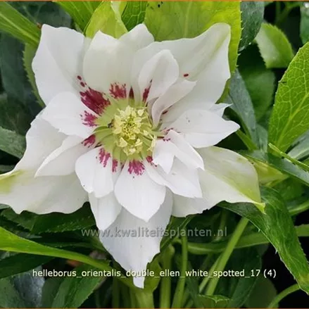 Helleborus orientalis 'Double Ellen White Spotted'