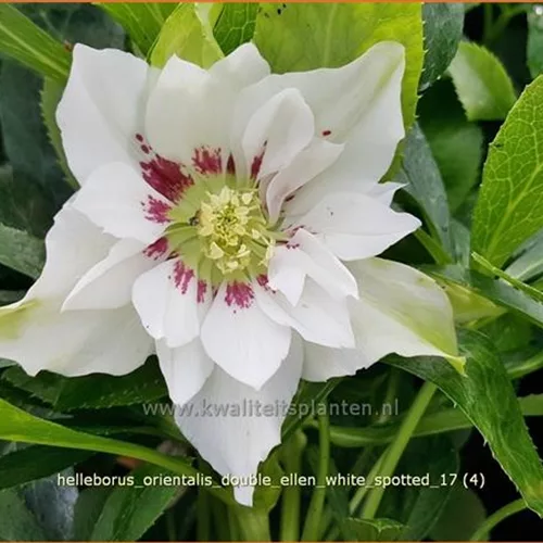 Helleborus orientalis 'Double Ellen White Spotted'