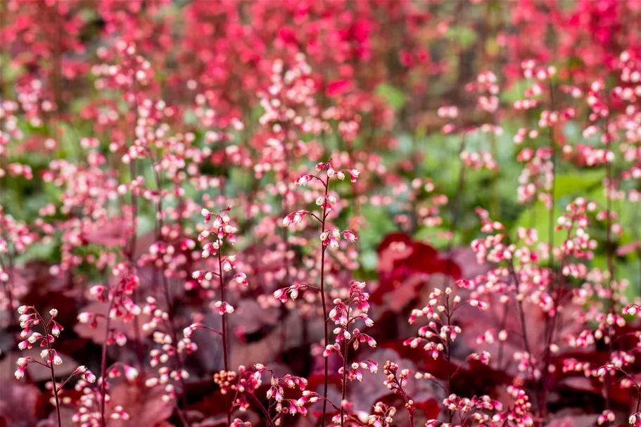 Heuchera micrantha 'Fire Chief'