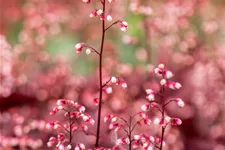 Heuchera micrantha 'Fire Chief'