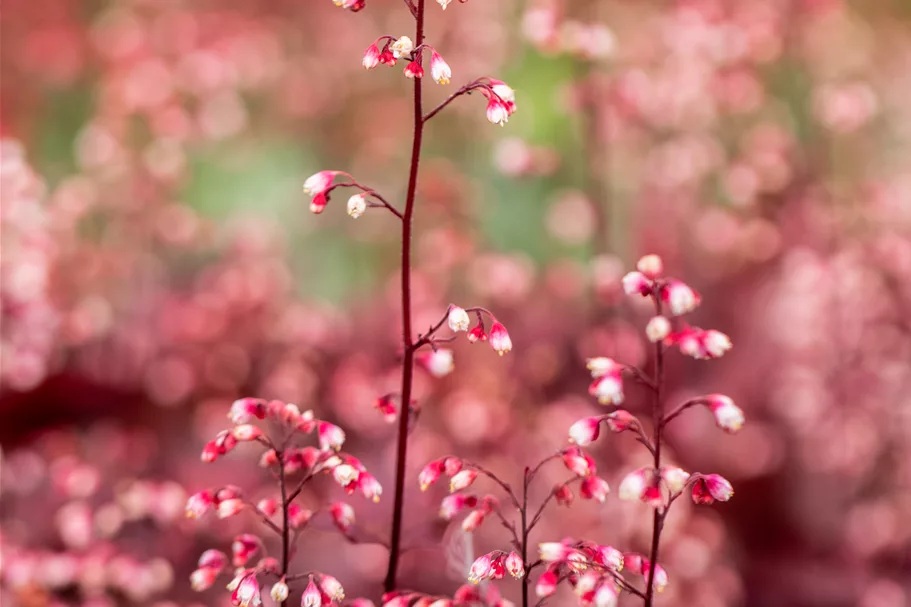Heuchera micrantha 'Fire Chief'