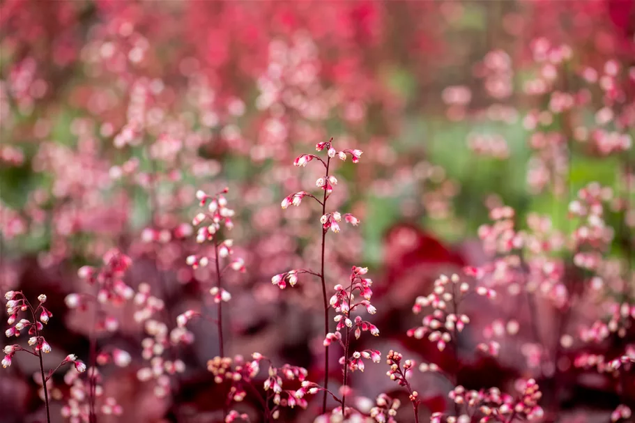 Heuchera micrantha 'Fire Chief'