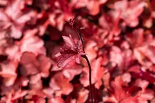 Heuchera micrantha 'Fire Chief'