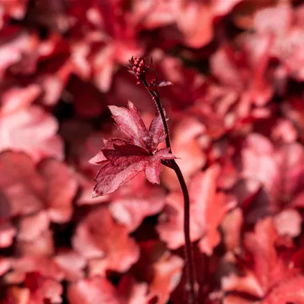 Heuchera micrantha 'Fire Chief'
