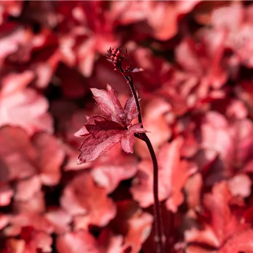 Heuchera micrantha 'Fire Chief'