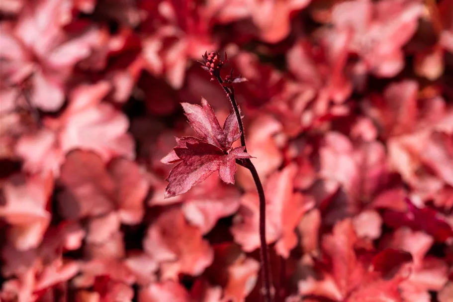 Heuchera micrantha 'Fire Chief'