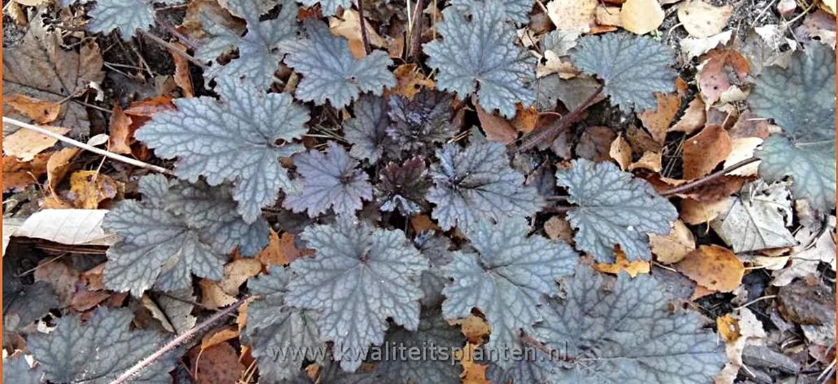 Heuchera x cultorum 'Frosted Violet'