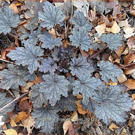 Heuchera x cultorum 'Frosted Violet'