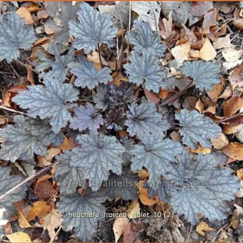 Heuchera x cultorum 'Frosted Violet'