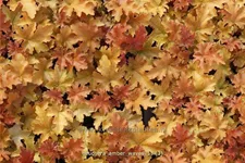 Heuchera micrantha 'Amber Waves'