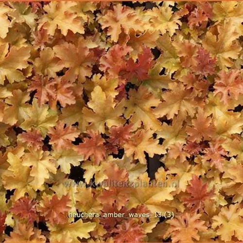 Heuchera micrantha 'Amber Waves'