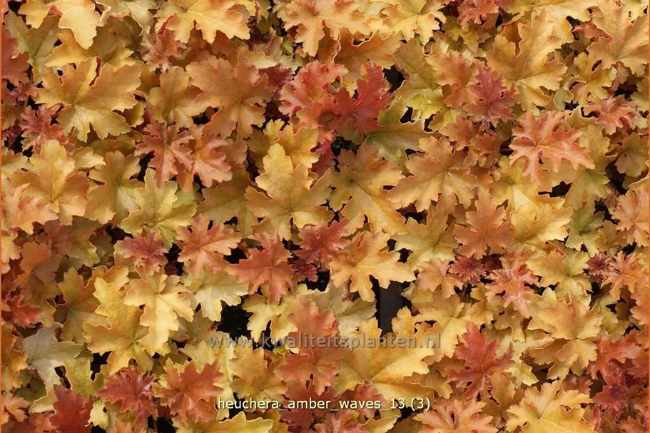 Heuchera micrantha 'Amber Waves'