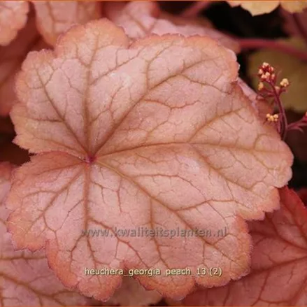 Heuchera villosa 'Georgia Peach'