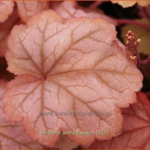 Heuchera villosa 'Georgia Peach'