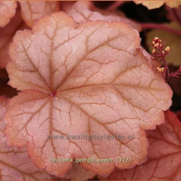 Heuchera villosa 'Georgia Peach'