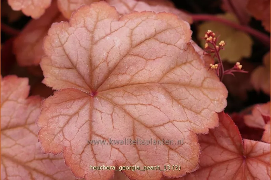 Heuchera villosa 'Georgia Peach'
