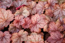 Heuchera villosa 'Georgia Peach'