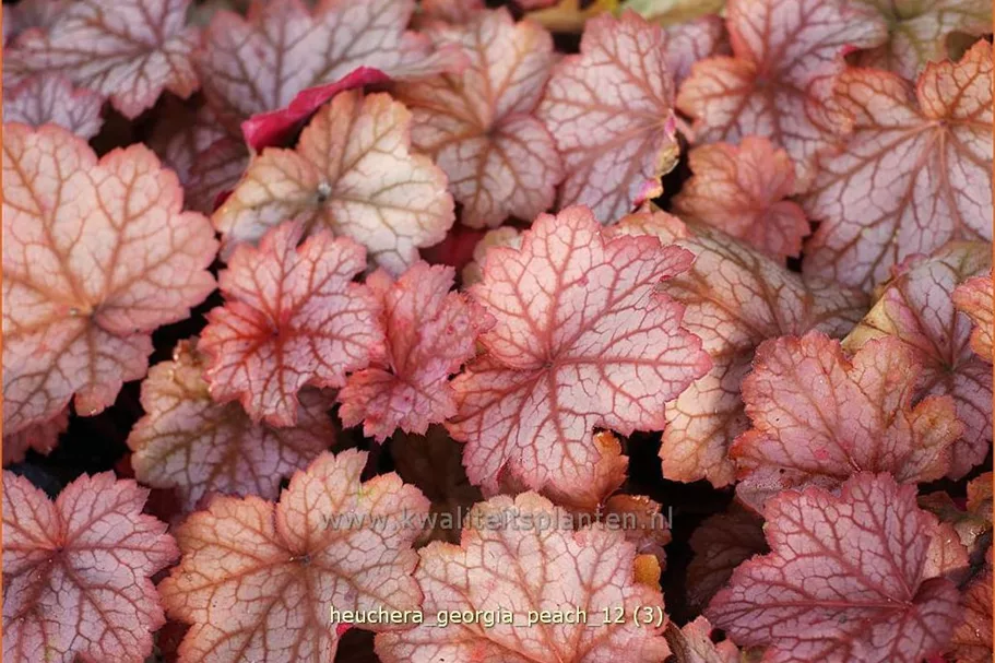Heuchera villosa 'Georgia Peach'