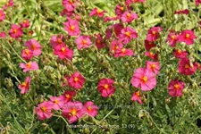 Helianthemum 'Ben Hope'