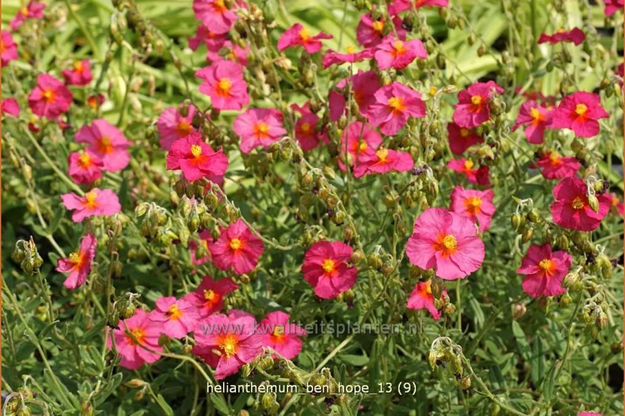 Helianthemum 'Ben Hope'