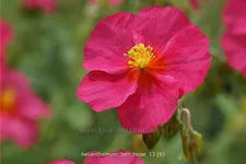 Helianthemum 'Ben Hope'