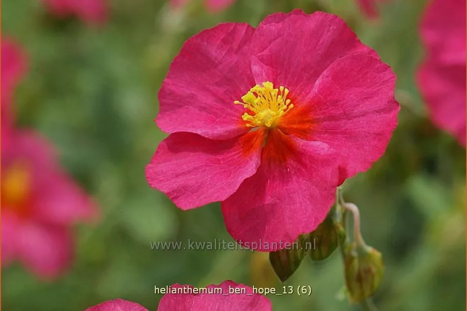 Helianthemum 'Ben Hope'
