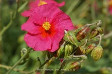 Helianthemum 'Ben Hope'