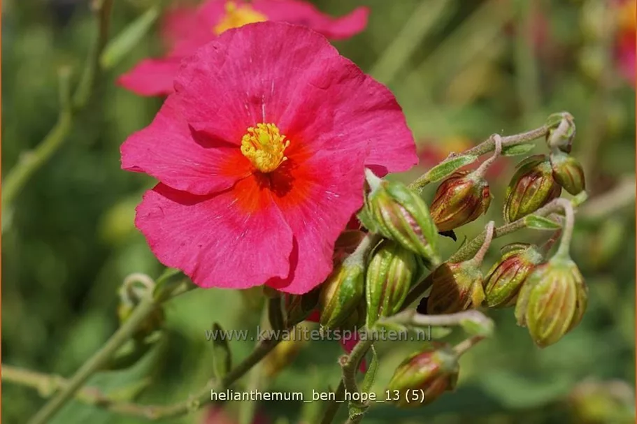 Helianthemum 'Ben Hope'
