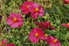 Helianthemum 'Ben Hope'