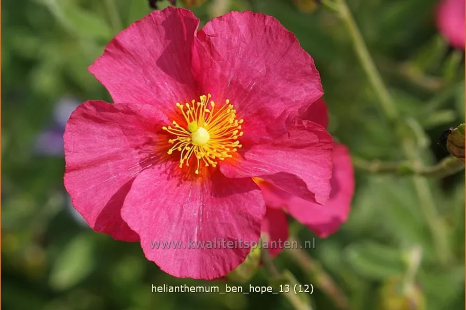 Helianthemum 'Ben Hope'