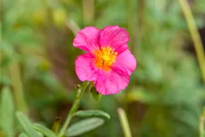 Helianthemum 'Ben Hope'