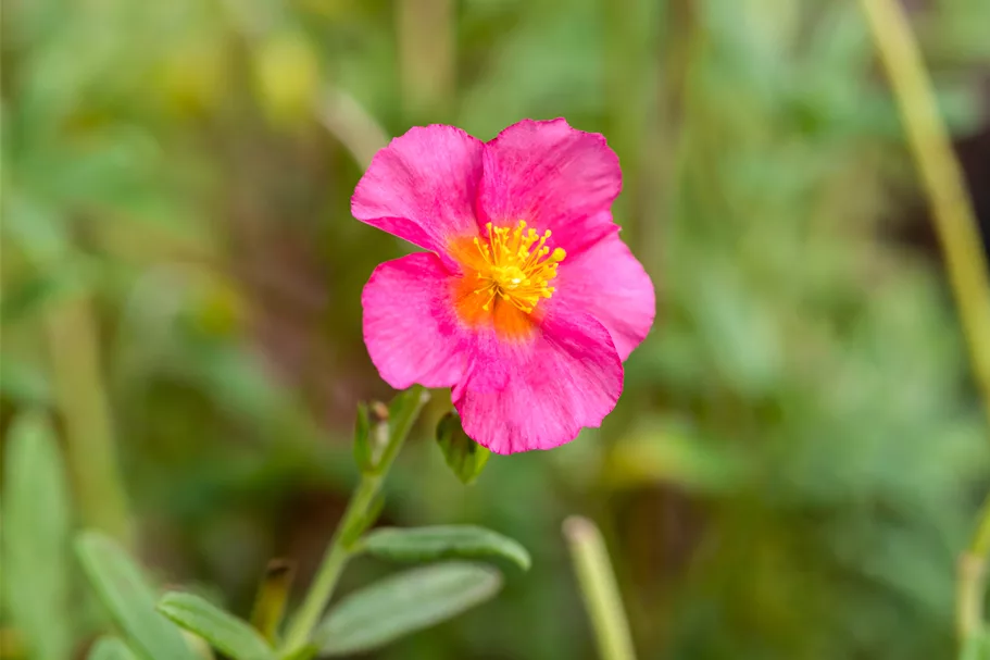 Helianthemum 'Ben Hope'