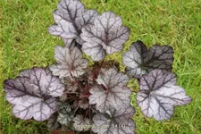 Heuchera 'Glitter'