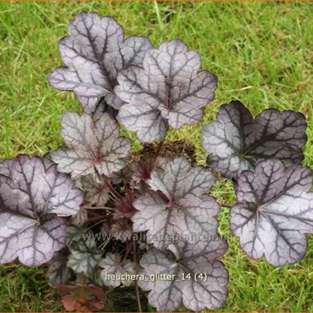 Heuchera 'Glitter'