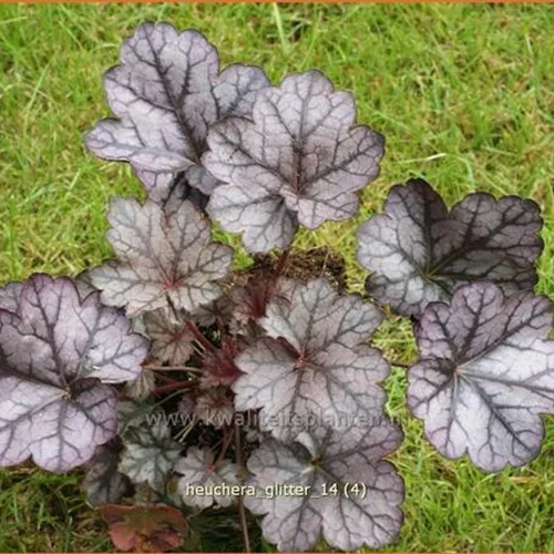Heuchera 'Glitter'