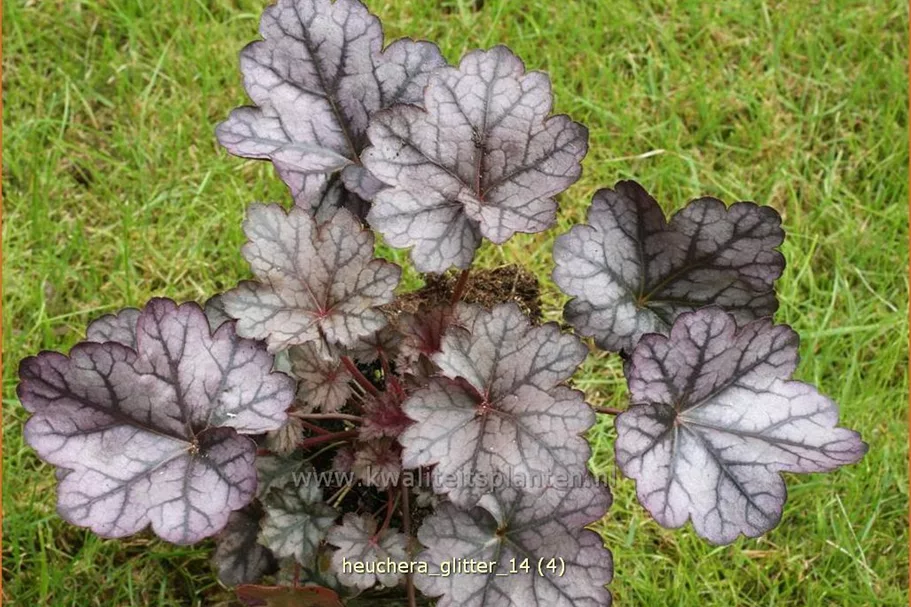 Heuchera 'Glitter'