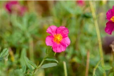 Helianthemum 'Ben Hope'