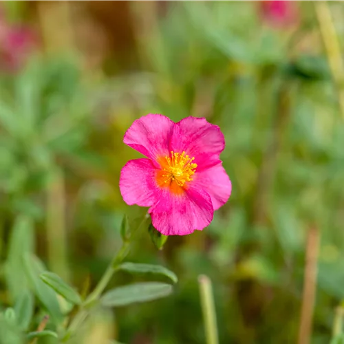 Helianthemum 'Ben Hope'